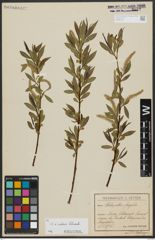 Foto von Salix alba L. x Salix fragilis L.